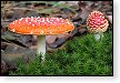 paddenstoel paddenstoelen paddestoel paddestoelen schimmel zwam schimmels zwammen hdr paddo paddos champignon champignons herfst najaar